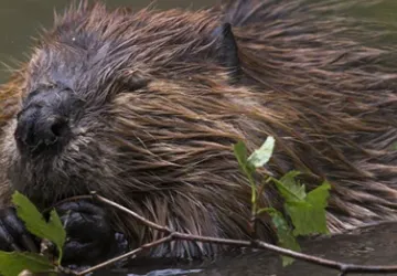 A la recherche du castor… castor mdl