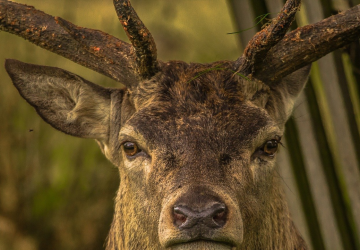Vie nocturne et brâme du cerf croppedimage adebbedbdfbde