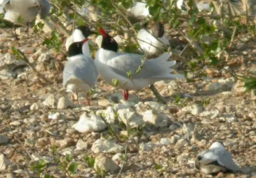 Les ateliers de la Métairie : « Les oiseaux des bords de Loire » parade mouettes melanocephales MdL x