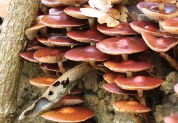 Sortie champignons sur les bords de Loire Pholiote changeante ©MDL ()